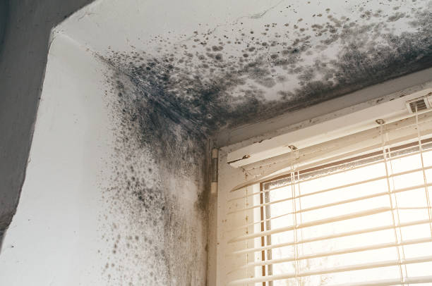 Affordable Mold Remediation solutions in Salem, VA